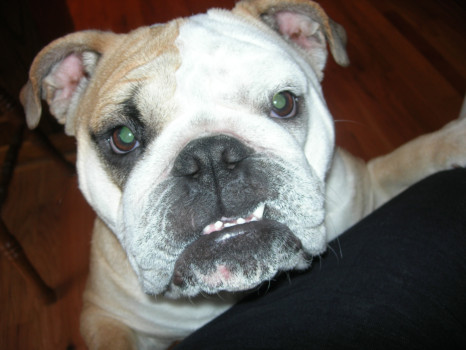 print a poster - Bulldog - Marge_1_2.jpg