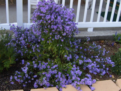 print a poster - Purple Flowers - flowers_004_1.jpg