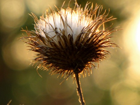 print a poster - Flower - a09_24_10_052.jpg