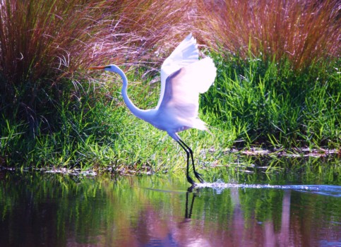 photo enlargements - Bird - BackyardBird_053.jpg