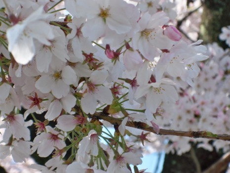 print a poster - White Flowers - 077_1.jpg