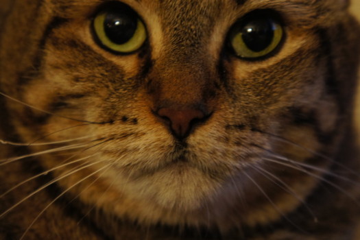 poster size prints - Cat - DSC00022.jpg