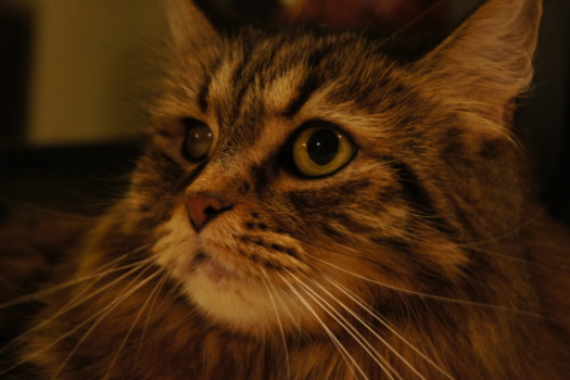 poster size prints - Cat - DSC00085.jpg