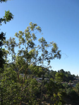 print a poster - Tree - view1.jpg