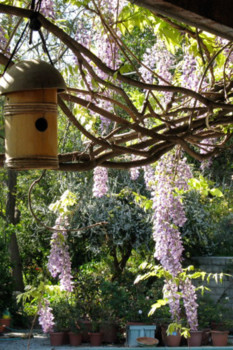print a poster -  - wisteria.jpg