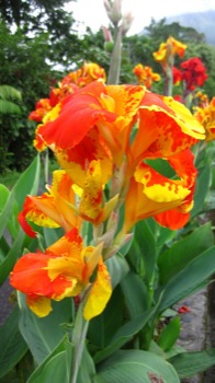 poster - Yellow Orange Green Flower - 352JPG.jpg