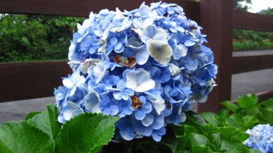 poster - White Blue Green Flowers - 354JPG.jpg
