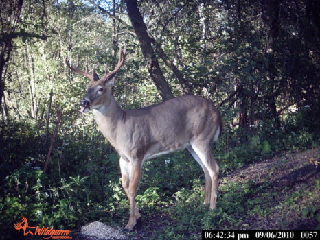 posterbrain - Deer - PICT0057.jpg