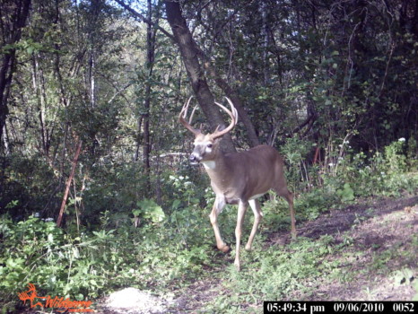 posterbrain - Deer - limpy_052.jpg