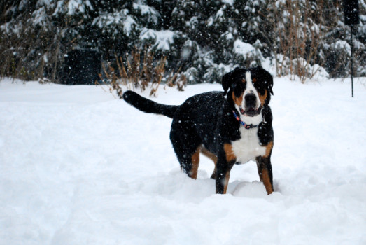 print enlarged photos - Dog - DSC_0018JPG.tiff