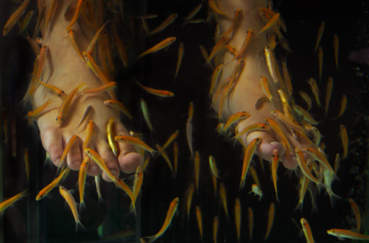poster - Feet Goldfish - ThailandGoldFishSideshowPrintDSC_0364Mas.jpg