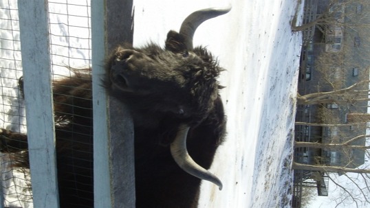 posters - Bull - Yak_close-up.jpg