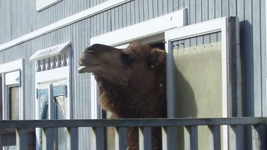 posters - Sheep - Camel.jpg