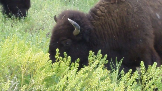 posters - Buffalo - Buffalo.jpg
