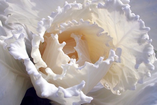 print a poster - Flower - DSCN3661poster.tif
