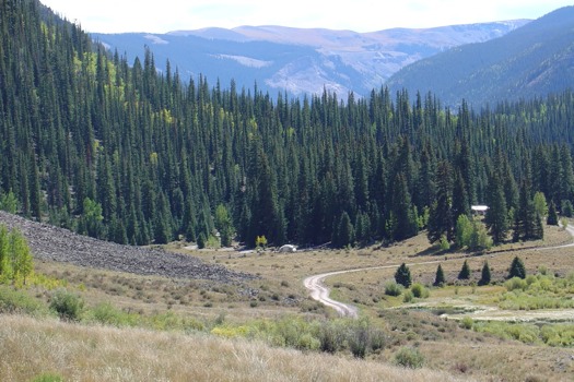 24 - Landscape Pine Trees Roadway - CampSite.jpg