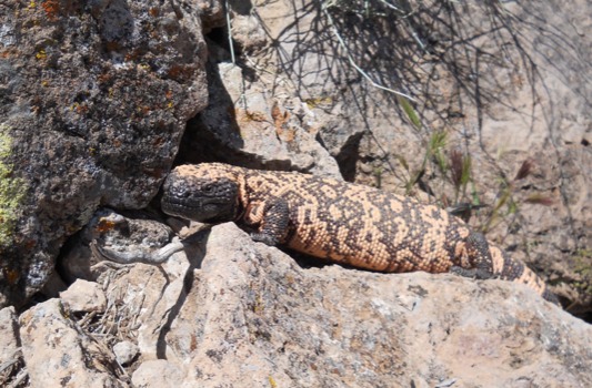 discount - Rocky Salamander - 011JPG.jpg