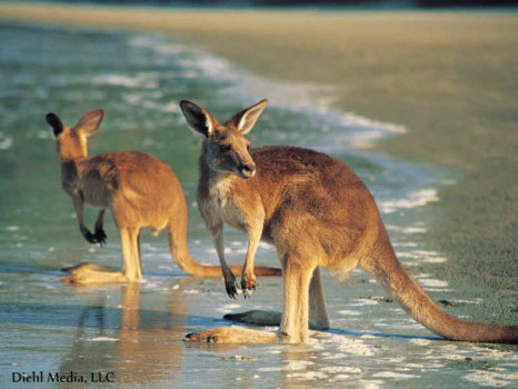 Online photo poster - Kangaroo - My_Beach_02.jpg