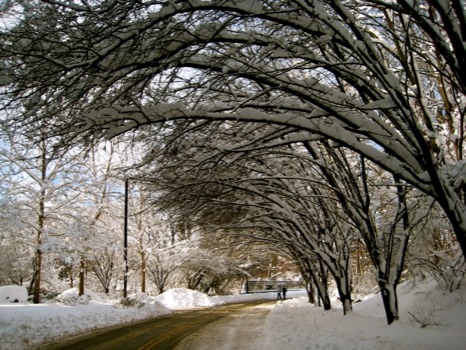 print a poster - Trees - S020710_040.JPG.jpg