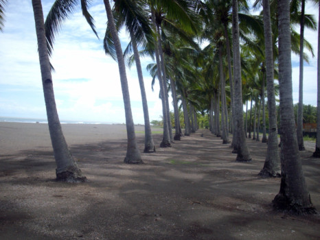 posters from prints - Beach Palm Trees - IMGP0470a.jpg