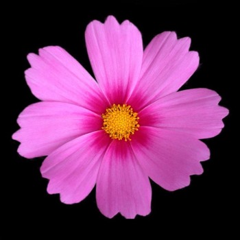 blow - Pink Flower - carolynpics1.jpg