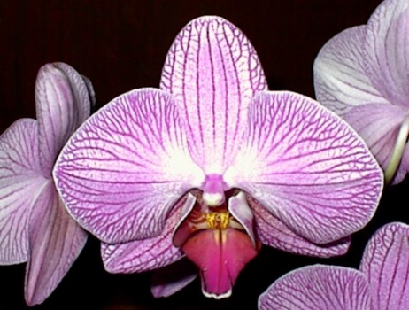 create artwork from photos - Purple Flowers - flower2.jpg