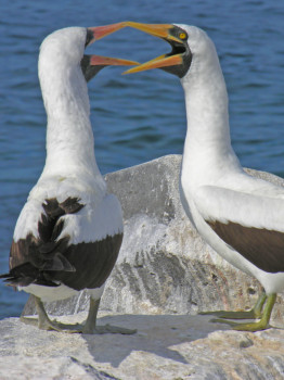 print a poster - Storks - DSCN7465_copy1.jpg