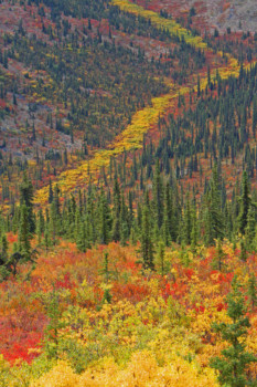 print a poster - Trees - IMG_0765_copy.jpg
