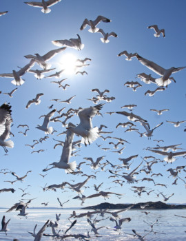 print a poster - Birds - IMG_0766_copy.jpg