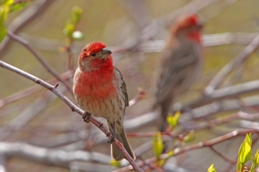 print a poster - Birds - IMG_4597_copy.jpg