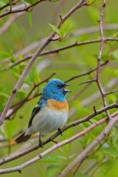 print a poster - Bird - IMG_5204_copy.jpg