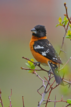 print a poster - Bird - IMG_5493_copy.jpg