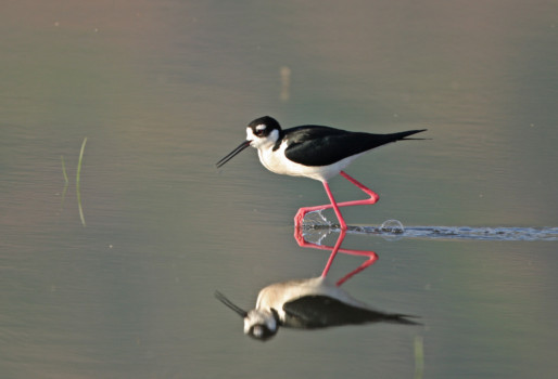 print a poster - Bird - IMG_8649_copy.jpg