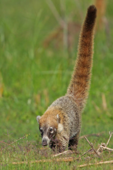 print a poster - Animal - IMG_8961_0249_copy.jpg
