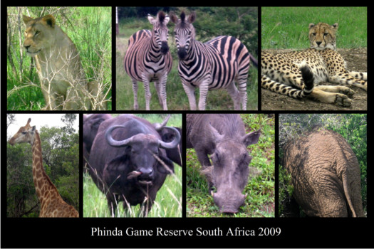 print a poster - Phinda Game Reserve South Africa 2009 - 2010AnniversaryGimp03_1.jpg