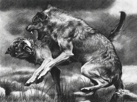 custom posters online - Black And White Print Coyotes - 001.jpg