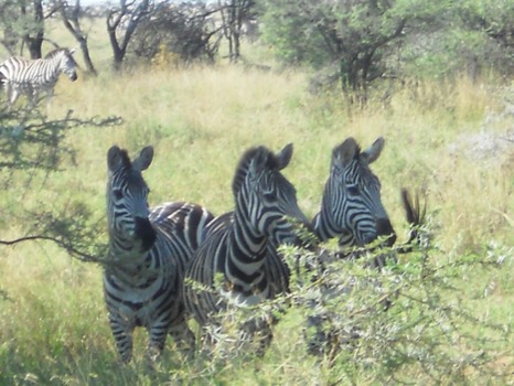 equivalence poster 50x70 inch - Zebras Green Grass Trees - Tanzania2011545JPG.jpg