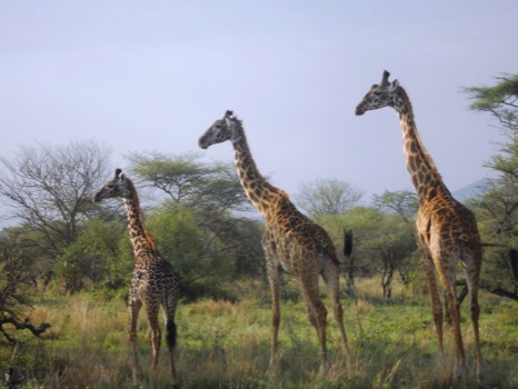 equivalence poster 50x70 inch - Giraffee Green Grass Trees - Tanzania2011411JPG.jpg