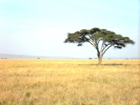 equivalence poster 50x70 inch - Green Tree Grass Blue Sky - Tanzania2011502JPG.jpg