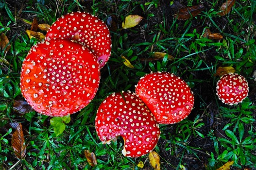 blow - Mushrooms - DSC_0991_done.jpg