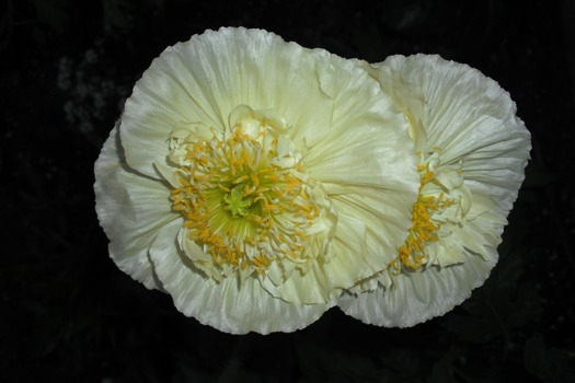 blow - White Flowers - poppiesilk.jpg