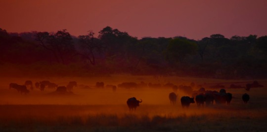 blow -  - buffaloSunset.jpg