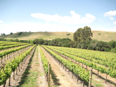 large - Farm - IMG_1445.jpg