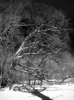 poster - Tree - treeblown.jpg