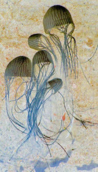 {keyword:nil} - Jerryfish - XRAY_JELLYFISH_1A.jpg