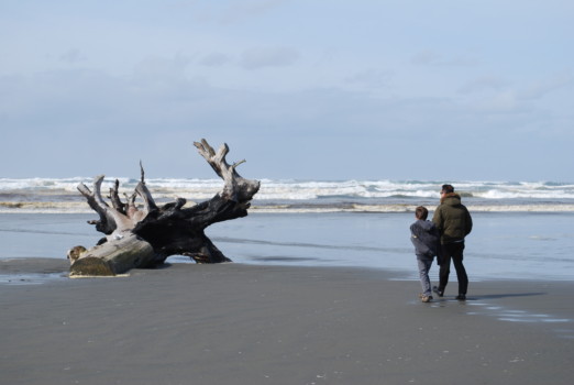 print a poster - Tree Stump On Beach - dsc_1578.jpg