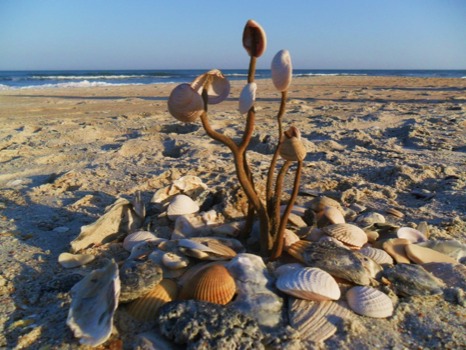 print a poster - Sea Shells - youthleadership32311022.jpg