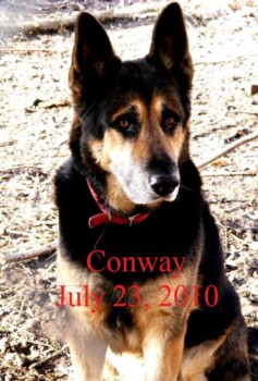 mss - German Shepherd - conway1.jpg