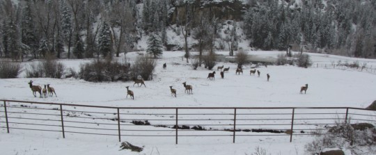 photo posters  - Trees - elk_and_horses_panorama.jpg