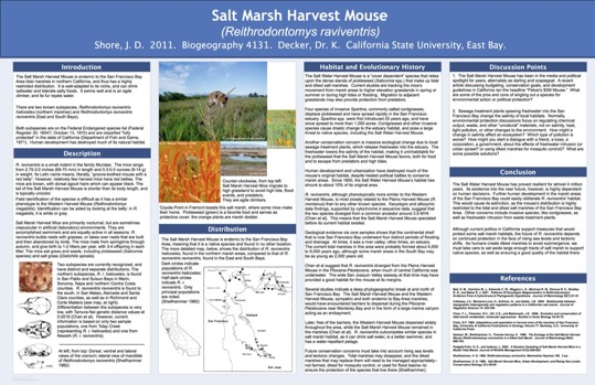 poster - Salt Marsh Harvest Mouse - SaltMarshHarvestMouse001.tiff